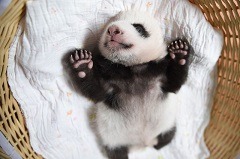 Camping Beauval - Baby panda