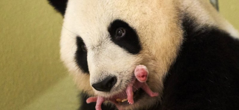 Camping Beauval - Geboorte van een panda