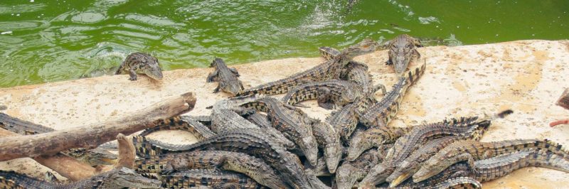 Family outing - Planet of the Crocodiles, La Vienne, France