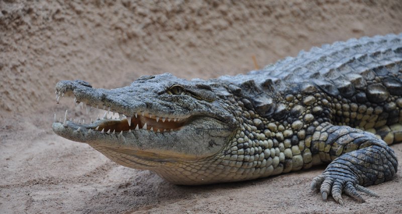 Dierenparken - De krokodillenplaneet in Civaux