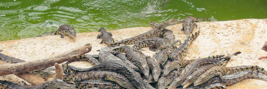 Sortie avec les enfants dans la Vienne - Planète des crocodiles