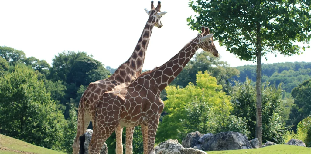 ou dormir zoo de beauval